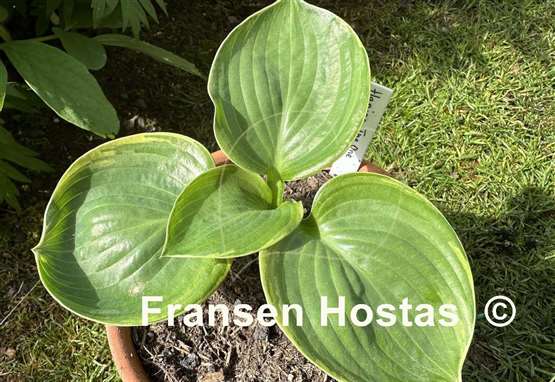 Hosta Hanjas The One